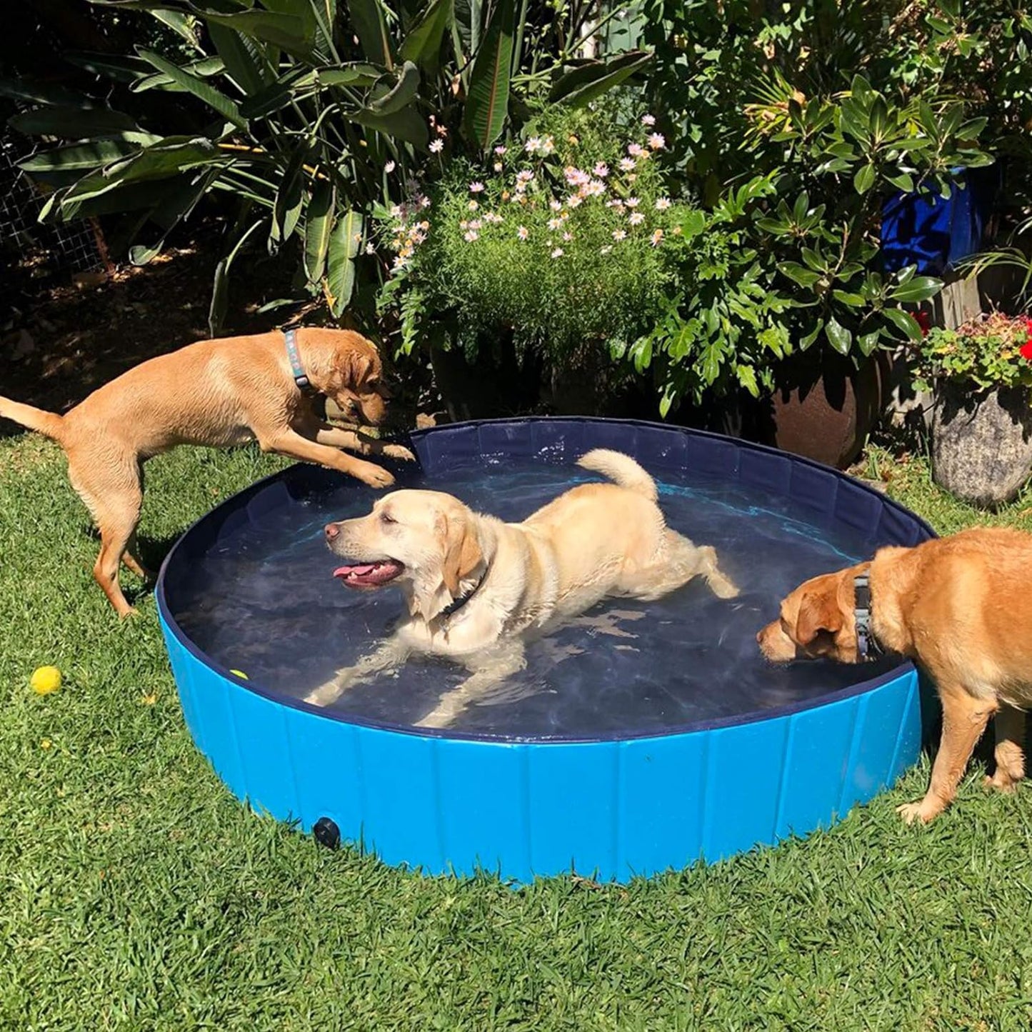 Dreiwasser Dog Pool Foldable Pet Outdoor Swimming Pool Collapsible Anti-Slip Hard PVC Pet Paddling Bathtub for Large and Xtra Large Dogs, Kids, Pets((63'' * 12'')/(160Cm X 30Cm))