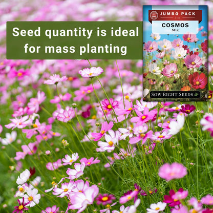 - Bulk Mixed Cosmos Seeds for Planting - 2 Ounce, 8500 Seeds - Non-Gmo Heirloom Jumbo Pack with Instructions to Plant a Home Flower Garden - Grow Loads of Beautiful Cosmos Flowers