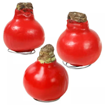 Wax-Coated Red Blooming Amaryllis Bulb (3-Pack)