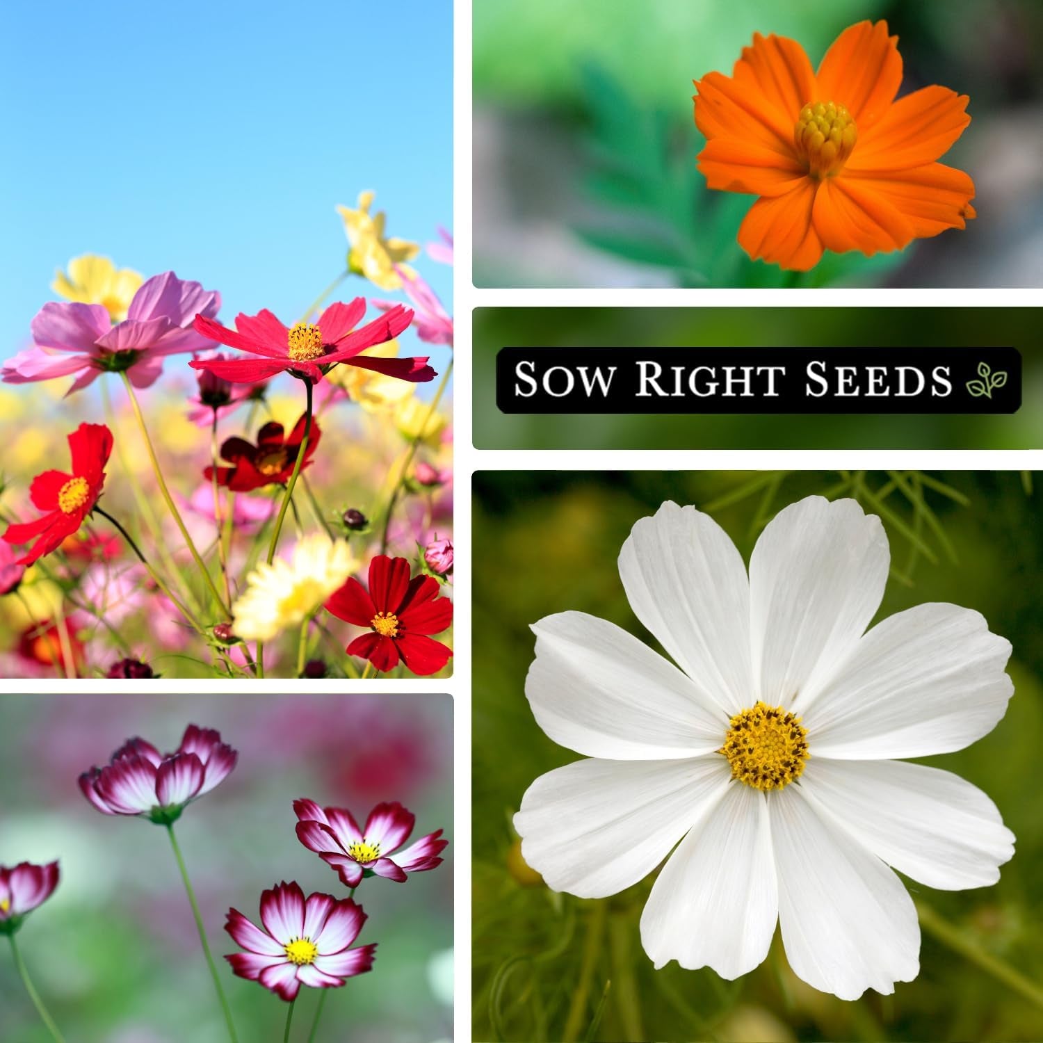 - Bulk Mixed Cosmos Seeds for Planting - 2 Ounce, 8500 Seeds - Non-Gmo Heirloom Jumbo Pack with Instructions to Plant a Home Flower Garden - Grow Loads of Beautiful Cosmos Flowers