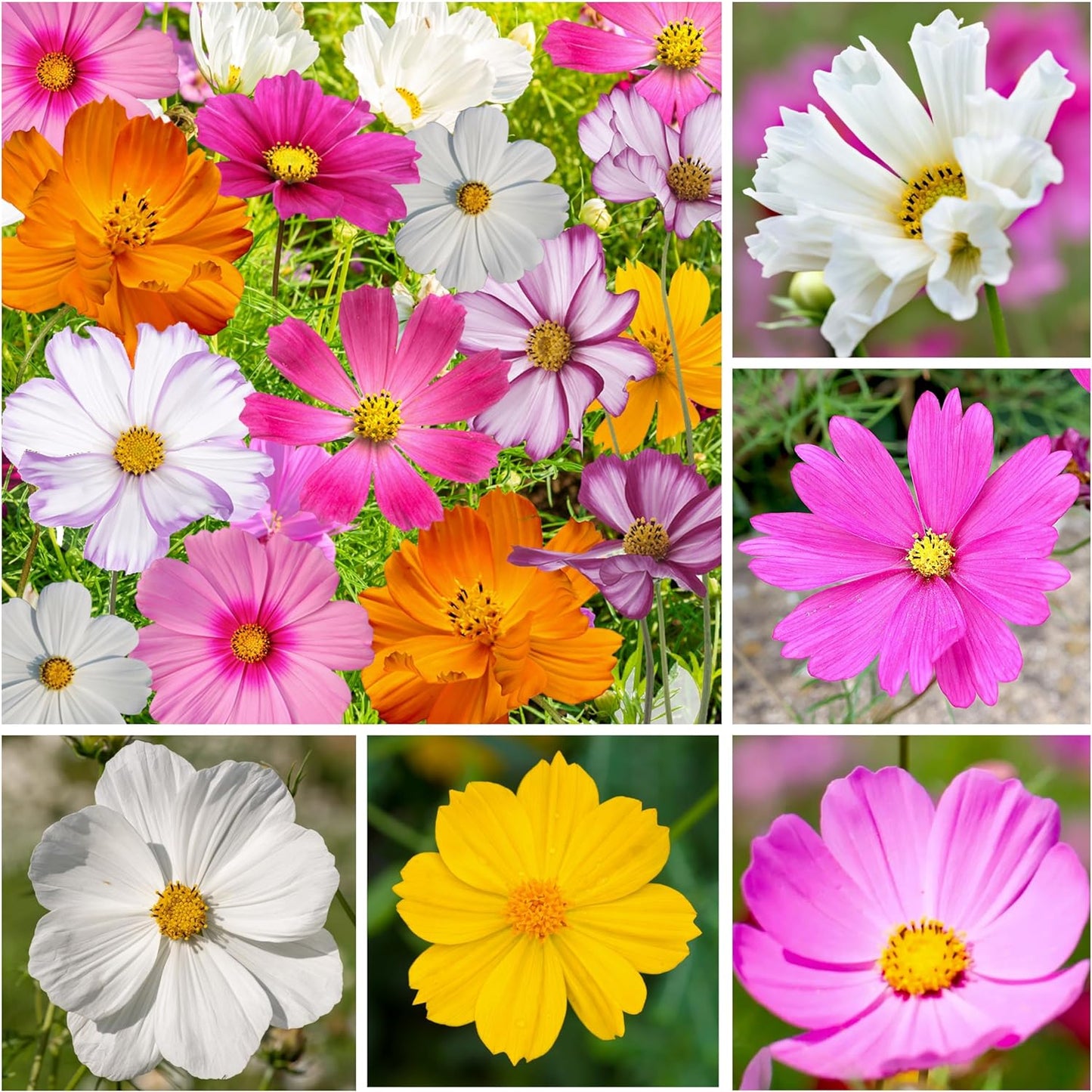 , 3,000+ Crazy Cosmos Seeds Wildflower Mix/Mixture (Cosmos Bipinnatus) Mixed Color Blooms Attract Bees & Butterflies/Monarchs, Blend Includes 10+ Varieties - Open Pollinated - Bulk