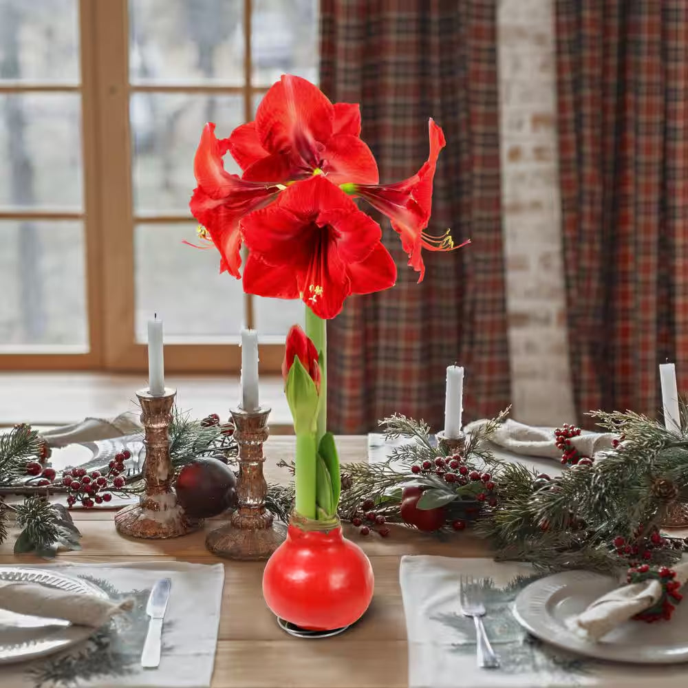 Wax-Coated Red Blooming Amaryllis Bulb (3-Pack)