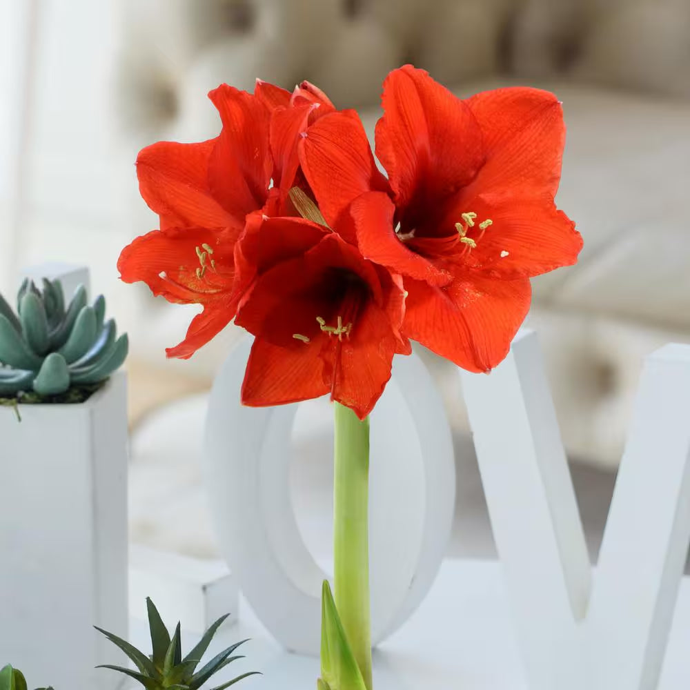 Wax-Coated Red Blooming Amaryllis Bulb (3-Pack)