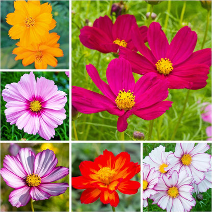 , 3,000+ Crazy Cosmos Seeds Wildflower Mix/Mixture (Cosmos Bipinnatus) Mixed Color Blooms Attract Bees & Butterflies/Monarchs, Blend Includes 10+ Varieties - Open Pollinated - Bulk